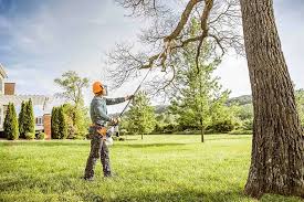 Best Tree Trimming and Pruning  in Stevensville, MD